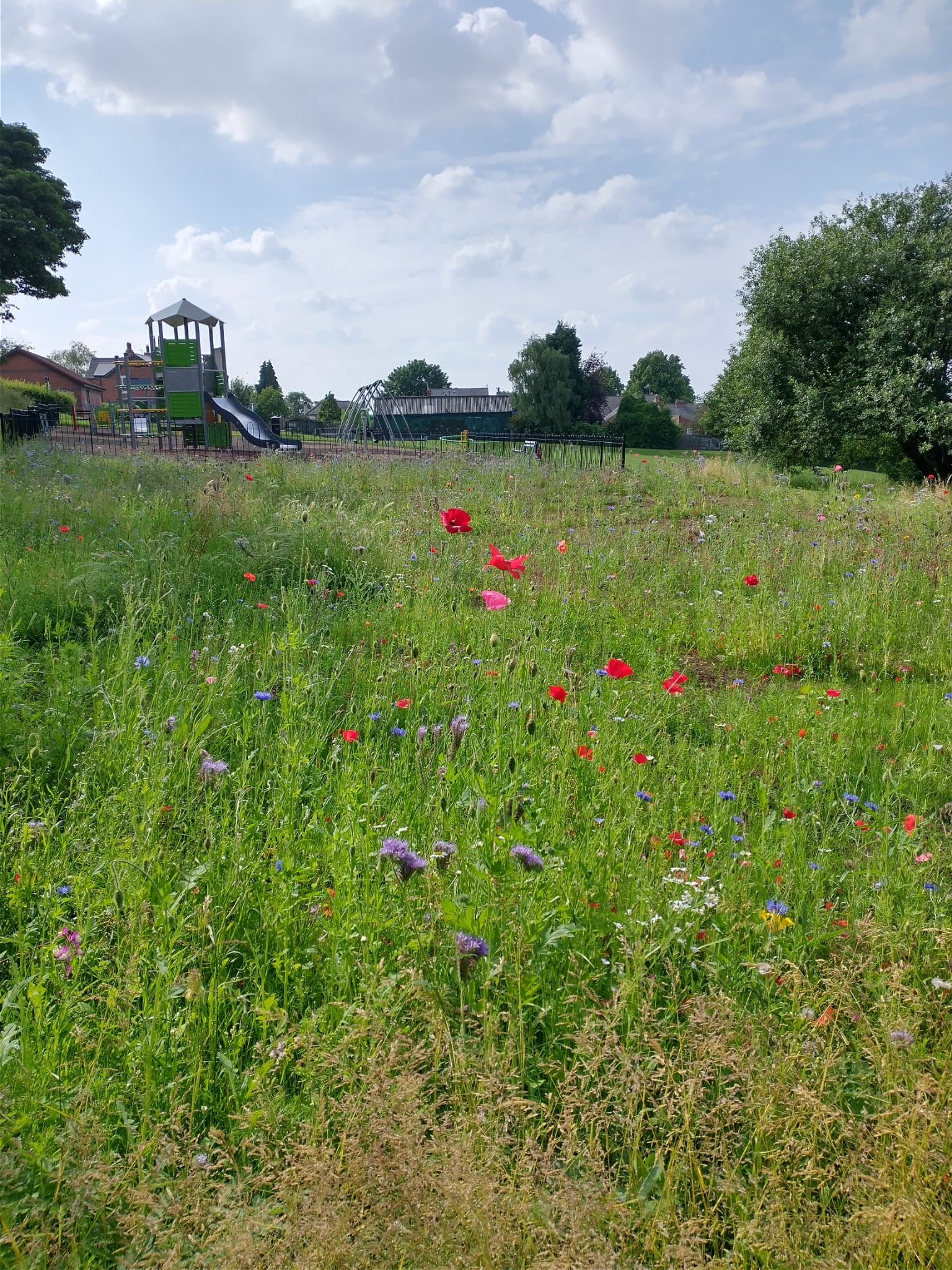 A photo of Breck Hill Park. The play area is at the back of the photo and a forefront of red and purple wildflowers fill a large grassy area.